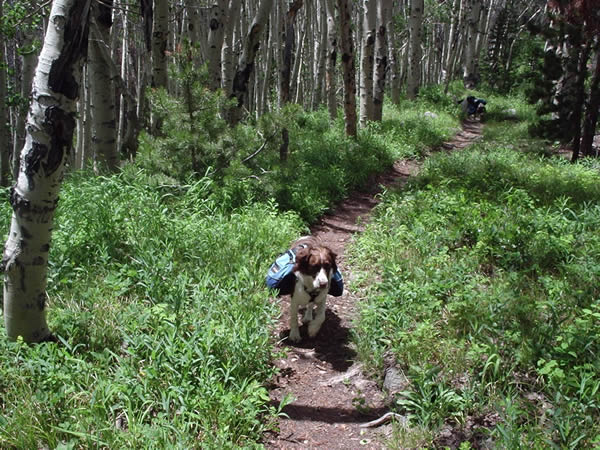 Eddy Backpacking