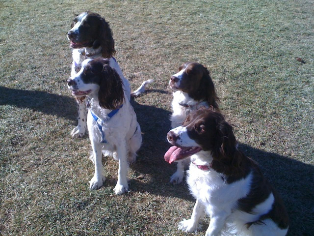 Four Springers