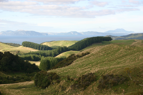 NZ