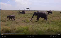 Elephant Video