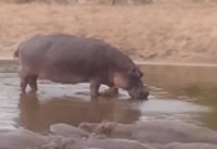 Hippo Video