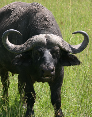 Buffalo